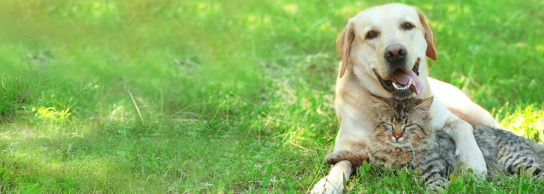 Unleash Your Dog's Peak Performance