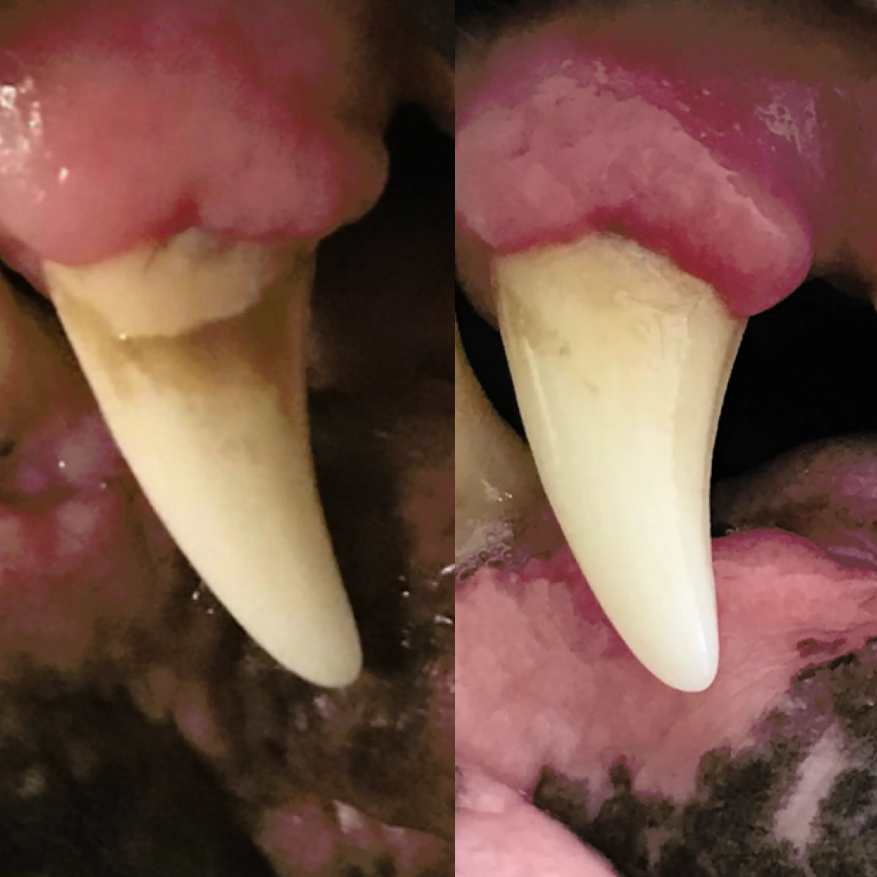 Functional Dental Stix - Image 8